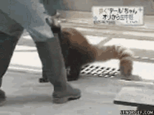 Red Panda Hand Stand GIF - Red Panda Hand Stand Come To Me GIFs