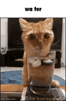 Cat Water GIF - Cat Water GIFs