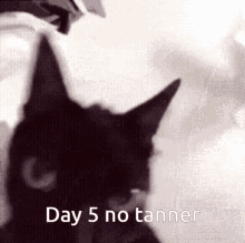 Day5no Tanner GIF - Day5no Tanner GIFs