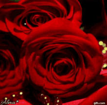 bendiciones rosas rojas blessings rose flower