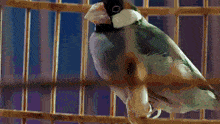 a black and white bird in a cage with a blue background