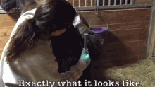 Horse Butt GIF - Grooming Horse Pet GIFs