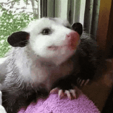 Possum Opossum GIF - Possum Opossum Possum Eating GIFs