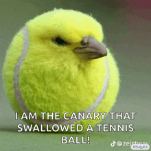 a picture of a bird that looks like a tennis ball