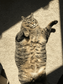 a cat is laying on its back in the sunlight