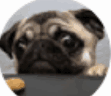 Dogs Images Cute GIF