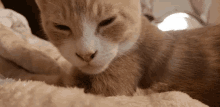 Cat Kitten GIF - Cat Kitten Lick GIFs