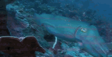 Blue Cattle Fish GIF - Blue Cattle Fish GIFs