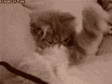 Cute Kitten GIF - Cute Kitten Lick GIFs
