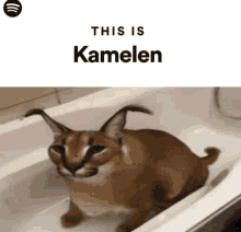 This Is Kamelen GIF - This Is Kamelen GIFs