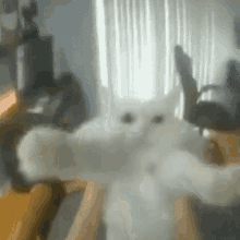 Cat Dancing Cat GIF - Cat Dancing Cat White Cat GIFs