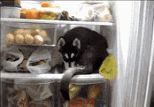 dog in the fridge husky cute