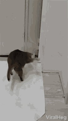 Cat Freaking Out Tape Stuck On Paw GIF
