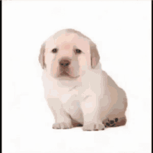 Perrito Dog GIF - Perrito Dog E Sp GIFs