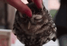 Owl Head Rub GIF - Head Rub Rub Head Massage GIFs
