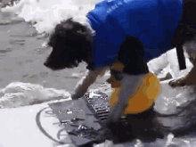 Dog Surfin' With Rubber Duck GIF - Dog Surfing Rubber GIFs