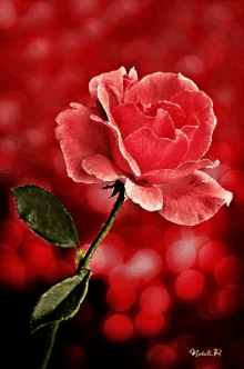 Red Rose GIF - Red Rose Illuminating GIFs