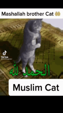Muslim Cat Prayer Allah Allahu Akbar Islam GIF - Muslim Cat Prayer Allah Allahu Akbar Islam GIFs