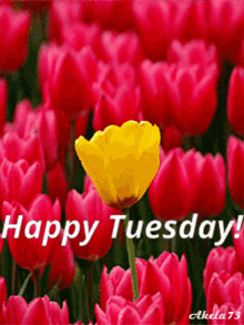 Tuesday Flowers GIF - Tuesday Flowers Tulips GIFs