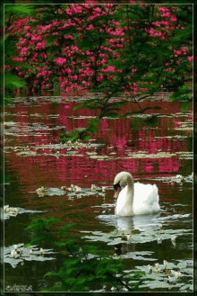 Swan Lake GIF - Swan Lake GIFs