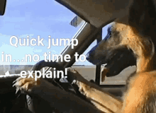 Dogs Quick Jump In No Time To Explain GIF - Dogs Quick Jump In No Time To Explain Drive GIFs