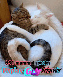 a couple of cats hugging each other with the words 631 mammal species display gay behavior