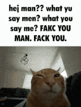 Wtf Cat GIF - Wtf Cat What You Say GIFs