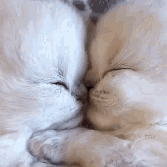 Humeur en gif - Page 8 Cat-kiss