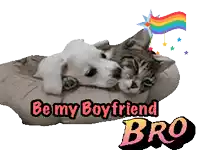 a picture of a dog and a cat with the words " be my boyfriend bro "