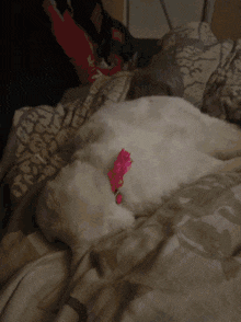 a white cat is laying on a couch next to a mouse that says microsoft