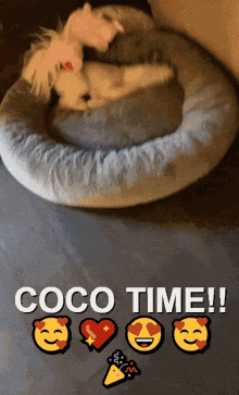 a dog laying in a dog bed with the words coco time written on the bottom
