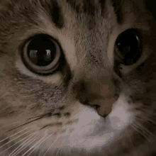 Cat Meow GIFs | Tenor