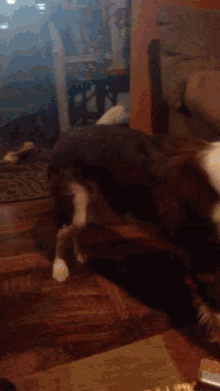 Dogs Spin GIF