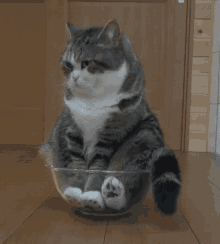 Cat Cute GIF - Cat Cute Bowl GIFs