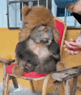 a monkey wearing a hat sits on a chair