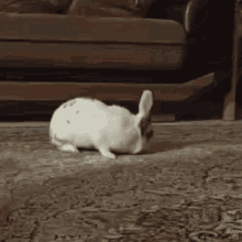 Tired Rabbit Jiltherabbit GIF - Tired Rabbit Jiltherabbit GIFs