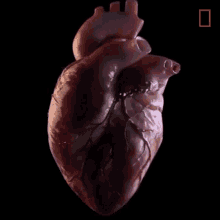 Heart National Geographic GIF - Heart National Geographic Heartbeat GIFs