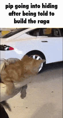 a cat is being held by a person in front of a white car with the caption pip going into hiding