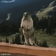 a groundhog is standing on its hind legs with the words olivia chavez written below it
