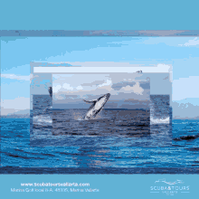 Whale Watching Tour Scuba Tours Vallarta GIF - Whale Watching Tour Scuba Tours Vallarta Avistamiento De Ballenas GIFs