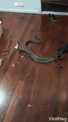 tangled snake playing couple animals