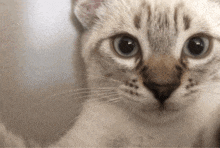 a close up of a cat 's face with a blurred background