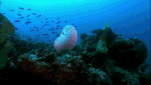 Nautilus Chambered Nautilus GIF - Nautilus Chambered Nautilus Reef GIFs