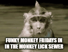 Monkey Lick Sewer GIF - Monkey Lick Sewer Monkey GIFs