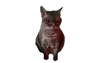 a cat with a white background and a red spot on its face