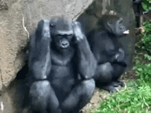two gorillas are sitting next to each other on a rock covering their ears .