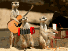 Meerkat Playing GIF - Meerkat Playing Musical Instrument GIFs