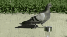pigeon how i walk bird
