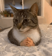 Cat Hands Folded In Front GIF - Cat Hands Folded In Front GIFs