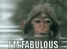 monkey fabulous